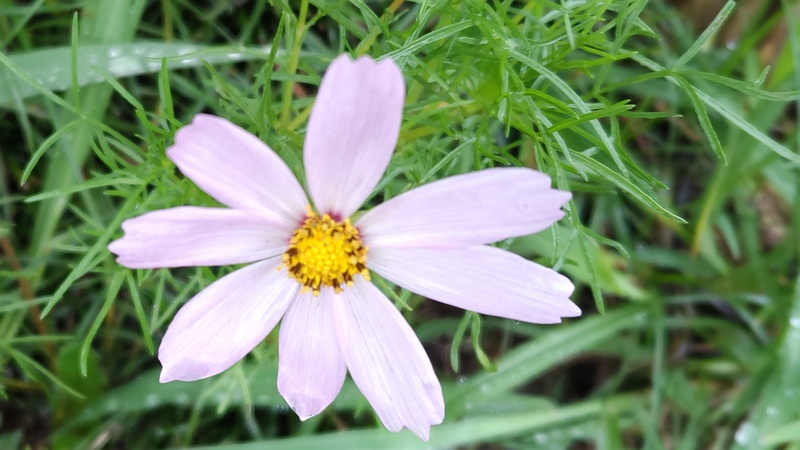コスモスの花 川崎市幸区さいわいふるさと公園