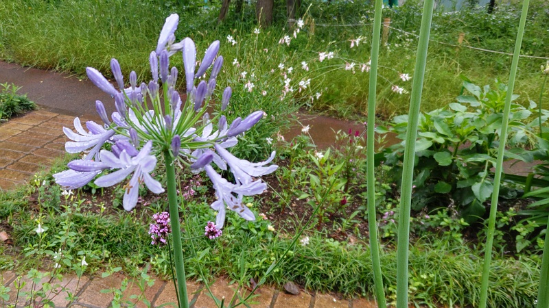 ムラサキクンシランの花 川崎市幸区さいわいふるさと公園