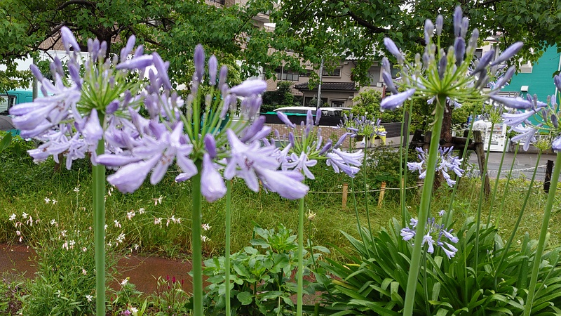 ムラサキクンシランの花 川崎市幸区さいわいふるさと公園