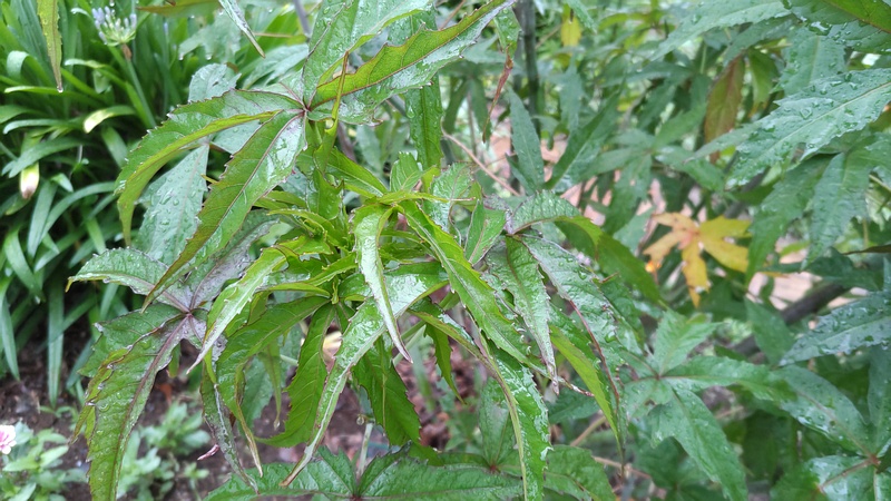 モミジアオイ 川崎市幸区さいわいふるさと公園