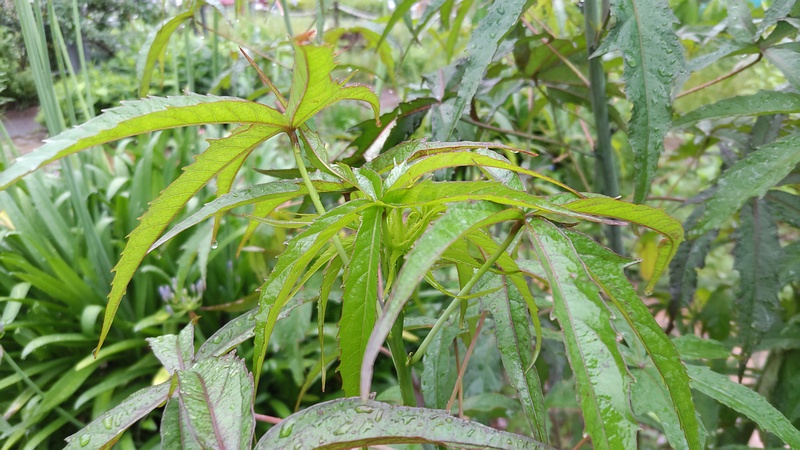 モミジアオイ 川崎市幸区さいわいふるさと公園