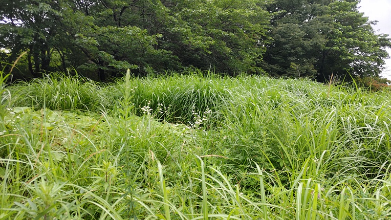さいわいふるさと公園 川崎市幸区さいわいふるさと公園