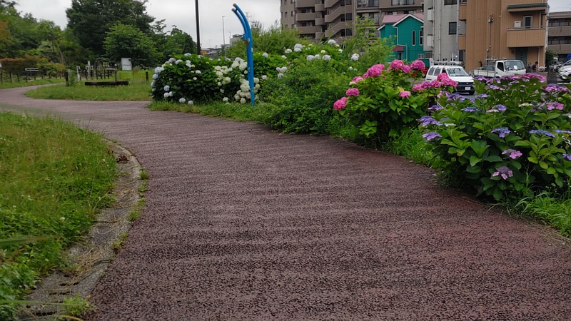 アジサイの花 川崎市幸区さいわいふるさと公園