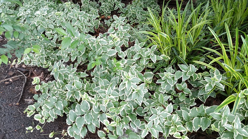 ツルニチニチソウ 川崎市幸区さいわいふるさと公園