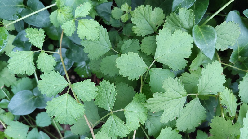 ナワシロイチゴの葉 川崎市幸区さいわいふるさと公園