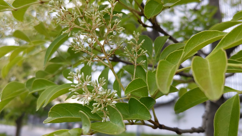 シマトネリコの蕾 川崎市幸区