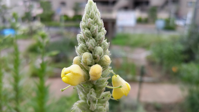 ビロードモウズイカの花 川崎市幸区さいわいふるさと公園