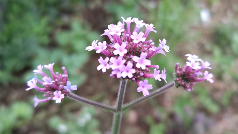 ヤナギハナガサの花 川崎市幸区さいわいふるさと公園
