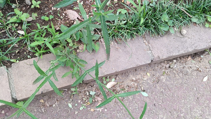 ヤナギハナガサの葉 川崎市幸区さいわいふるさと公園