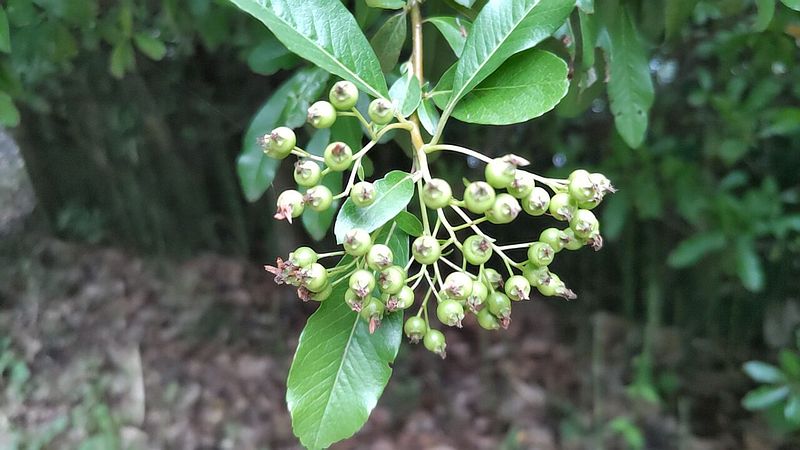 タチバナモドキの若い果実 川崎市幸区さいわいふるさと公園
