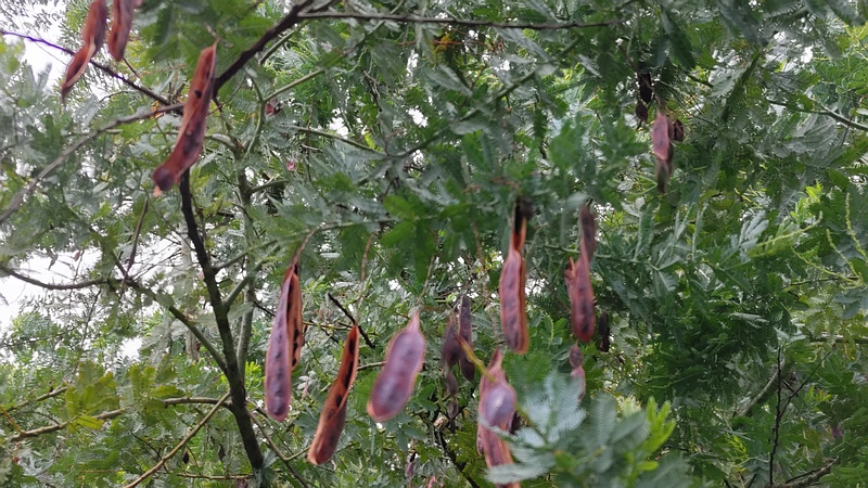 ギンヨウアカシアの果実 川崎市幸区さいわいふるさと公園