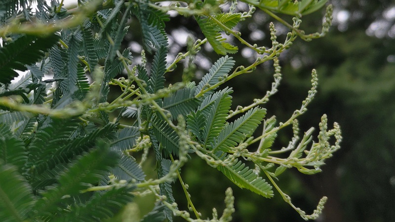 ギンヨウアカシアの蕾 川崎市幸区さいわいふるさと公園