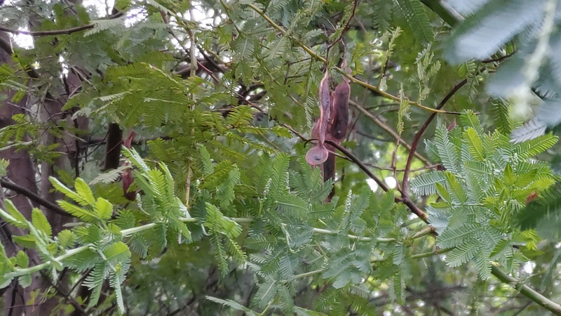 ギンヨウアカシアの果実と蕾 川崎市幸区さいわいふるさと公園
