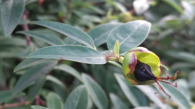 キンシバイの果実 川崎市幸区さいわいふるさと公園