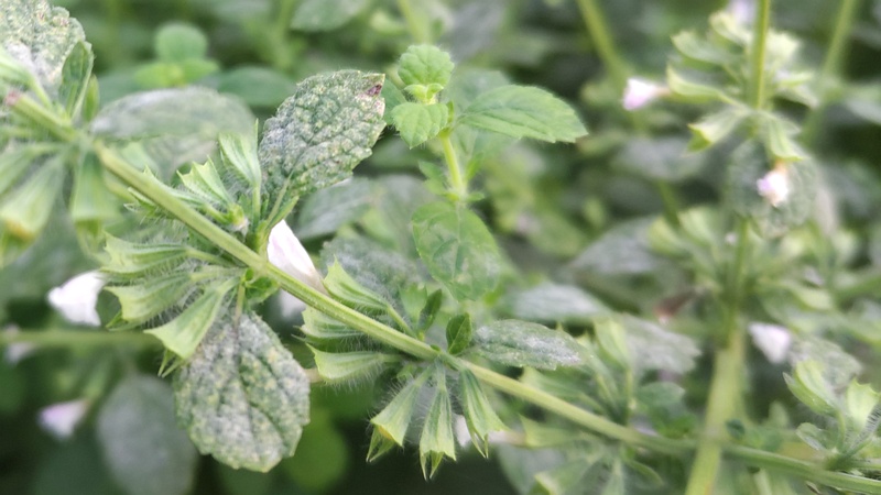 コウスイハッカの花 川崎市幸区さいわいふるさと公園