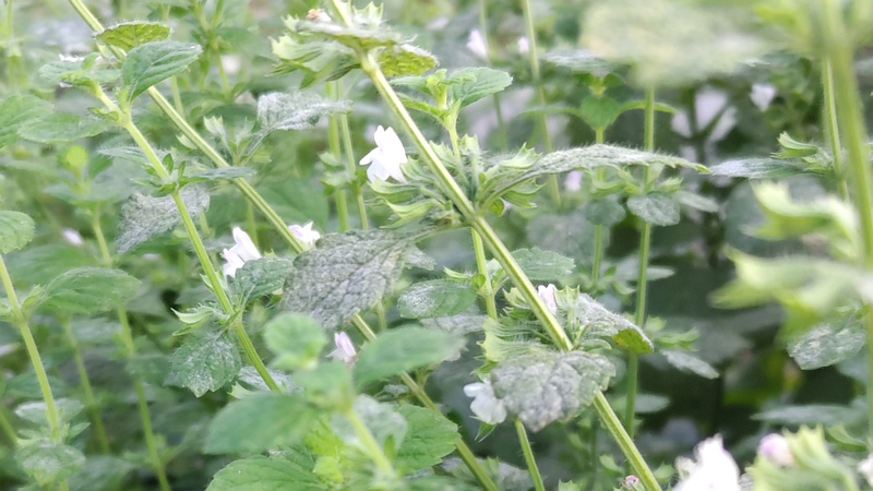 コウスイハッカの花 川崎市幸区さいわいふるさと公園