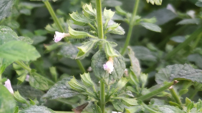コウスイハッカの花 川崎市幸区さいわいふるさと公園