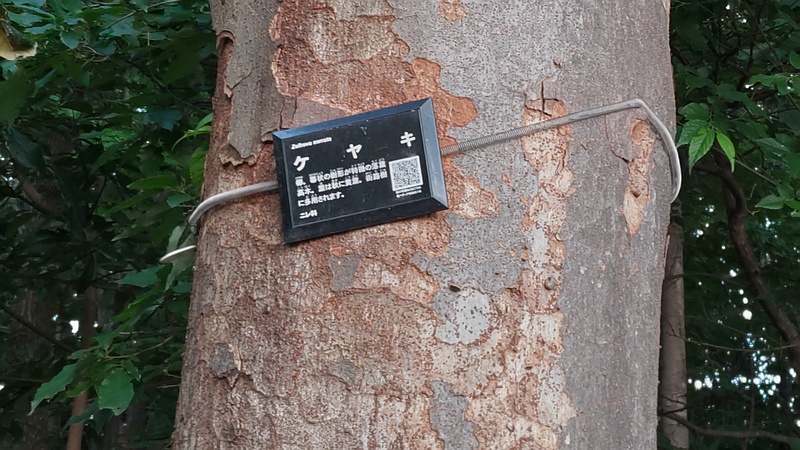 ケヤキ 川崎市幸区さいわいふるさと公園