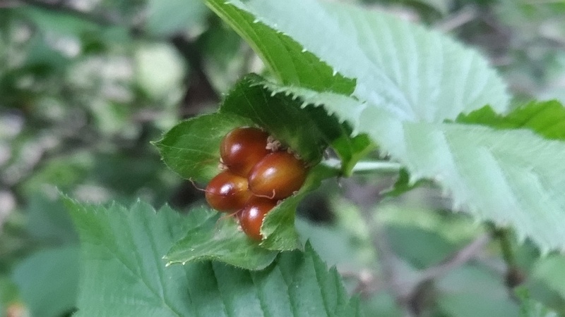 シロヤマブキの果実 川崎市幸区さいわいふるさと公園