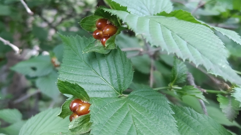 シロヤマブキの果実 川崎市幸区さいわいふるさと公園