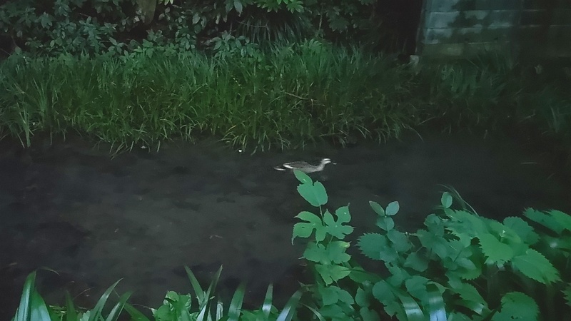 カルガモ 横浜市旭区帷子川親水緑道