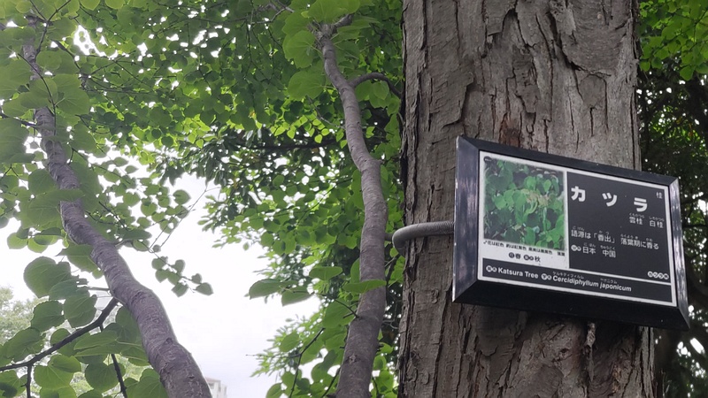 カツラ 川崎市幸区さいわいふるさと公園