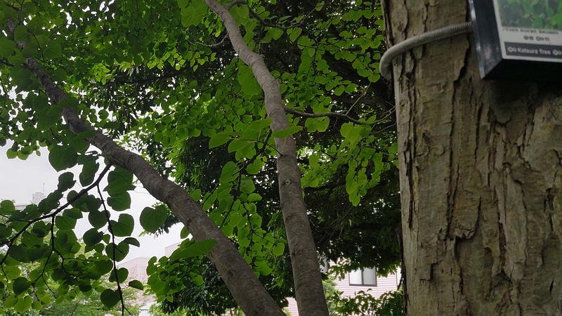 カツラ 川崎市幸区さいわいふるさと公園