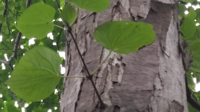 カツラ 川崎市幸区さいわいふるさと公園