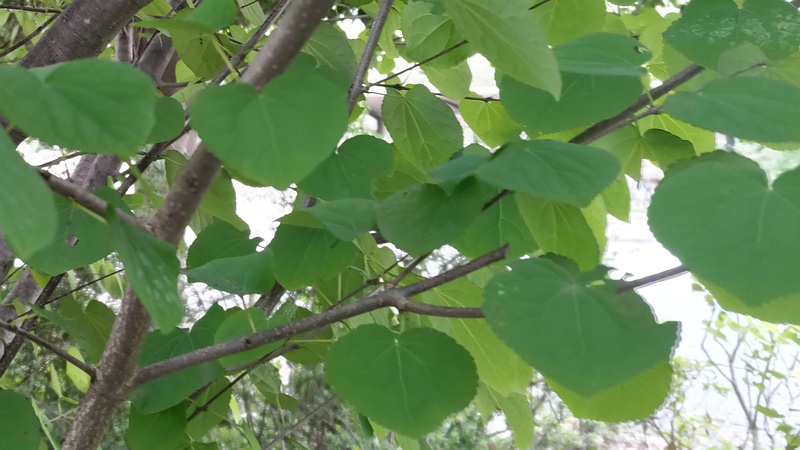 カツラ 川崎市幸区さいわいふるさと公園