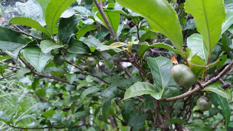 チャノキの果実 川崎市幸区さいわいふるさと公園