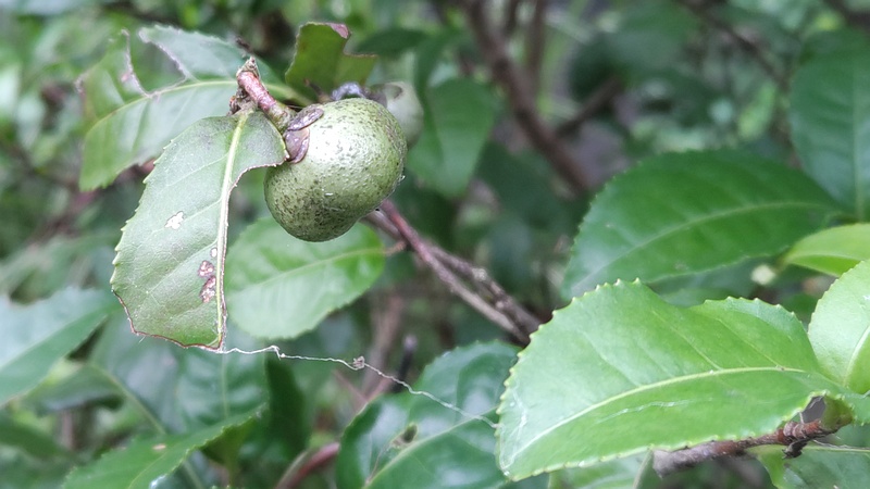 チャノキの果実 川崎市幸区さいわいふるさと公園
