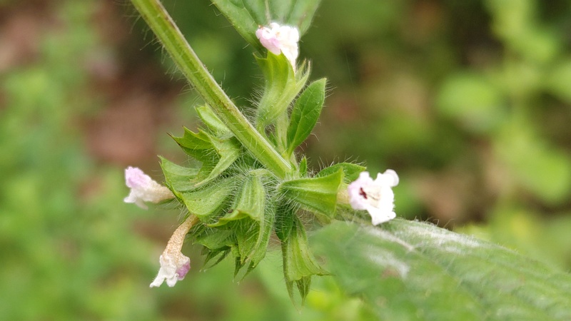 コウスイハッカの花 川崎市幸区さいわいふるさと公園