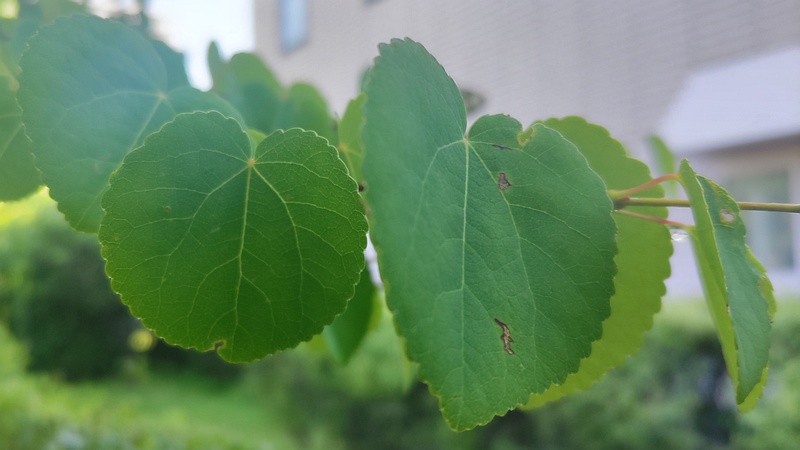カツラ 川崎市幸区さいわいふるさと公園