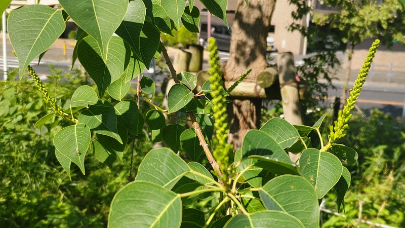 ナンキンハゼの蕾 川崎市幸区さいわいふるさと公園