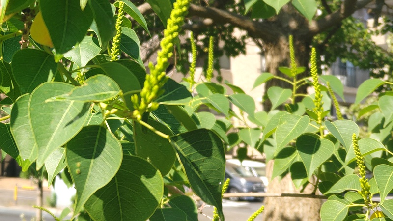ナンキンハゼの蕾 川崎市幸区さいわいふるさと公園