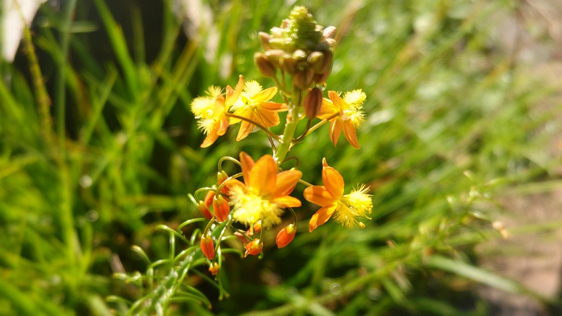 ハナアロエの花 川崎市幸区さいわいふるさと公園