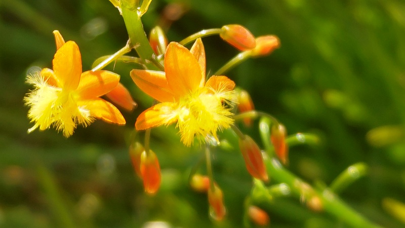 ハナアロエの花 川崎市幸区さいわいふるさと公園