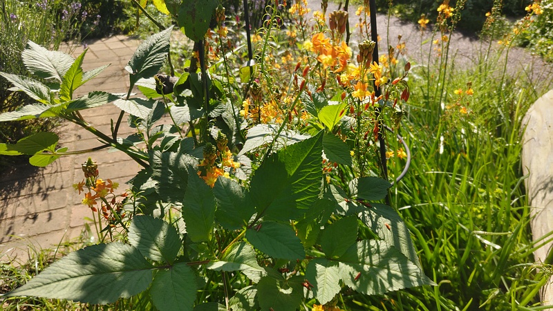 ハナアロエの花 川崎市幸区さいわいふるさと公園