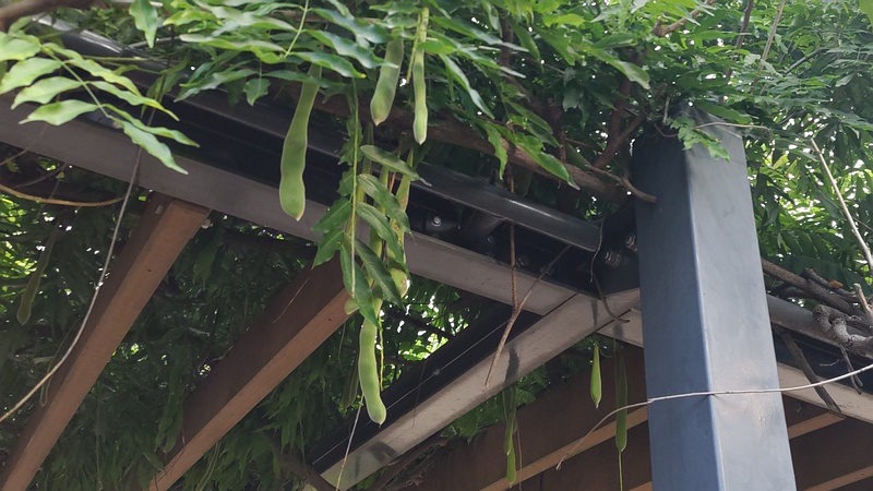 フジの果実 川崎市幸区さいわいふるさと公園