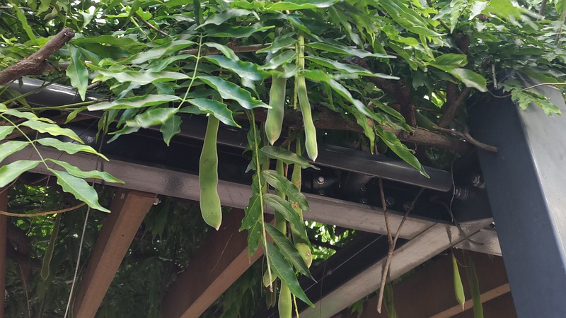 フジの果実 川崎市幸区さいわいふるさと公園