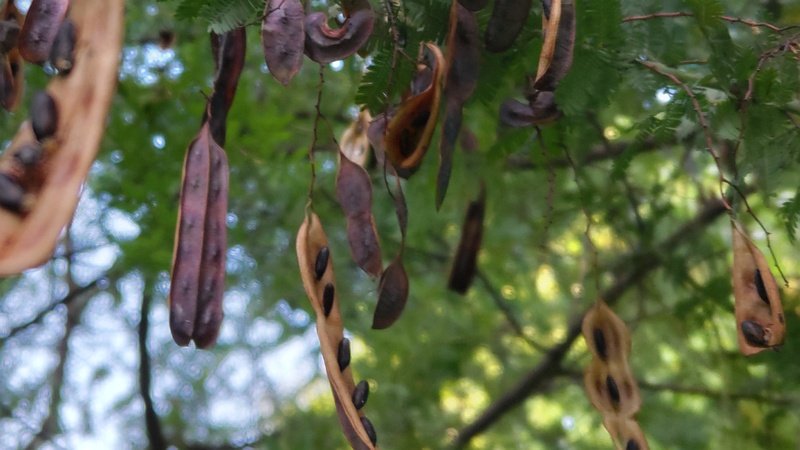 ギンヨウアカシアの果実 川崎市幸区さいわいふるさと公園