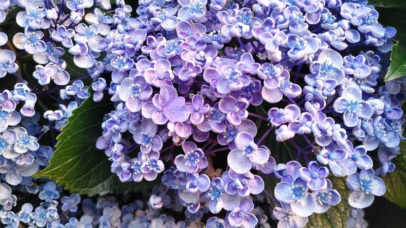 ウズアジサイの花 横浜市旭区中希望が丘