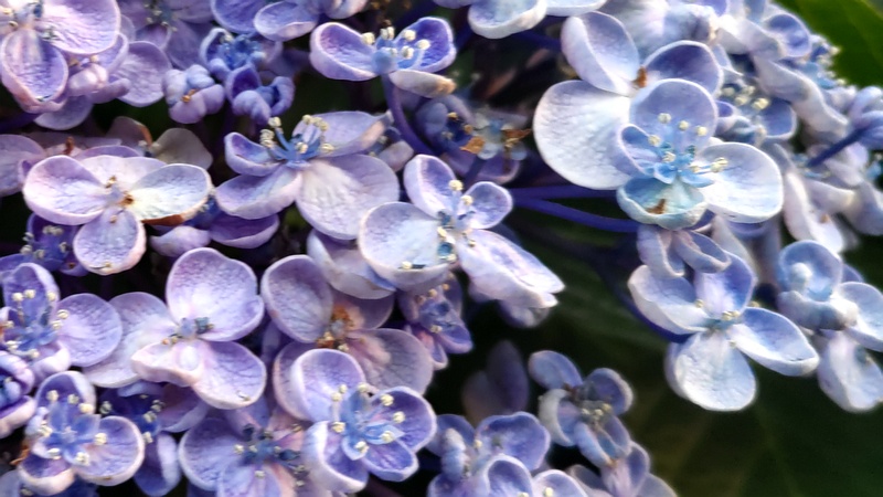 ウズアジサイの花 横浜市旭区中希望が丘