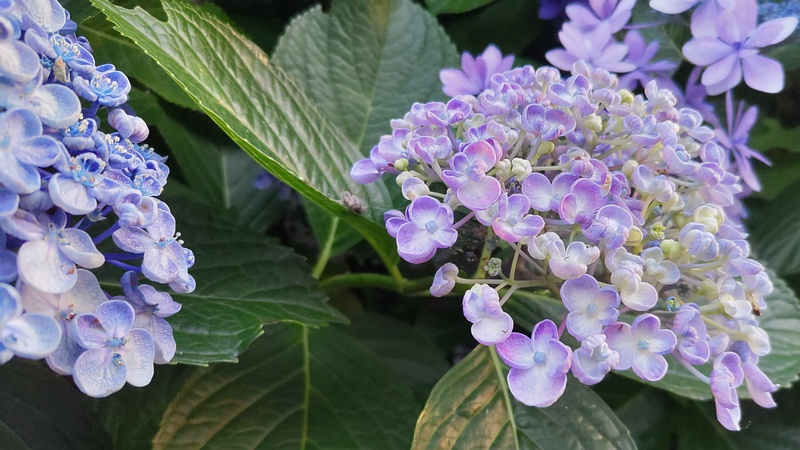 ウズアジサイの花 横浜市旭区中希望が丘