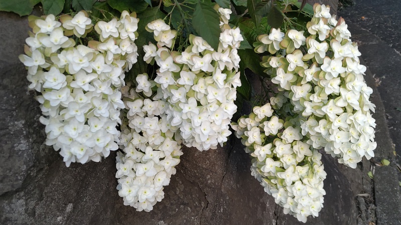 カシワバアジサイの花 横浜市旭区中希望が丘