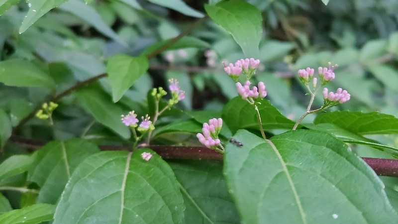 コムラサキの花 横浜市旭区中希望が丘
