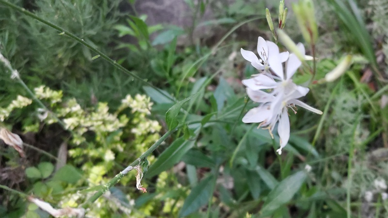 ハクチョウソウの花 横浜市旭区中希望が丘