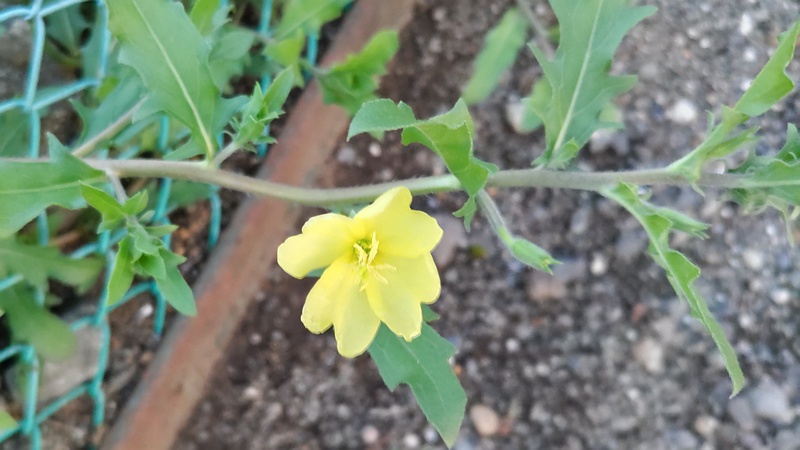 メマツヨイグサの花 横浜市旭区中希望が丘