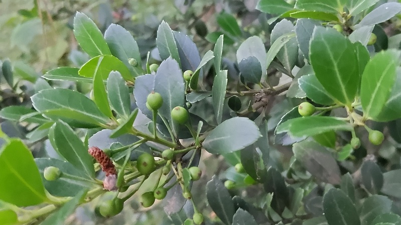 イヌツゲの果実 横浜市旭区中希望が丘
