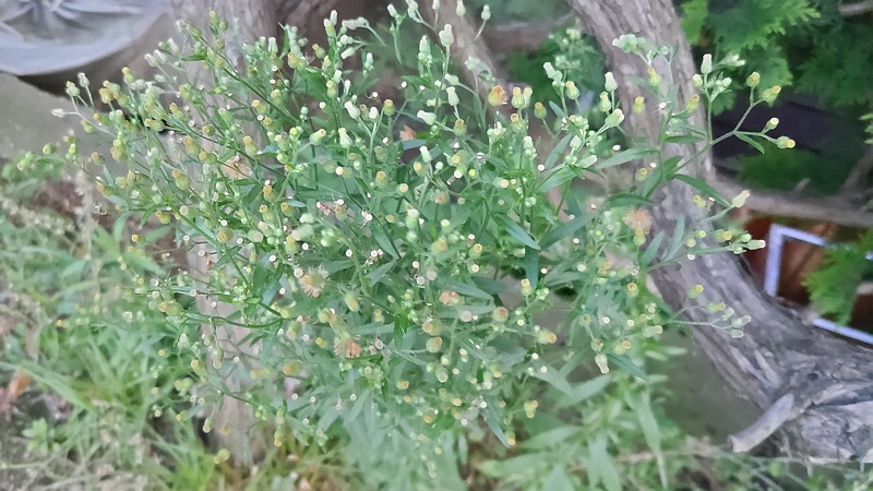 ヒメムカシヨモギの花 横浜市旭区希望が丘ふれあいの森公園
